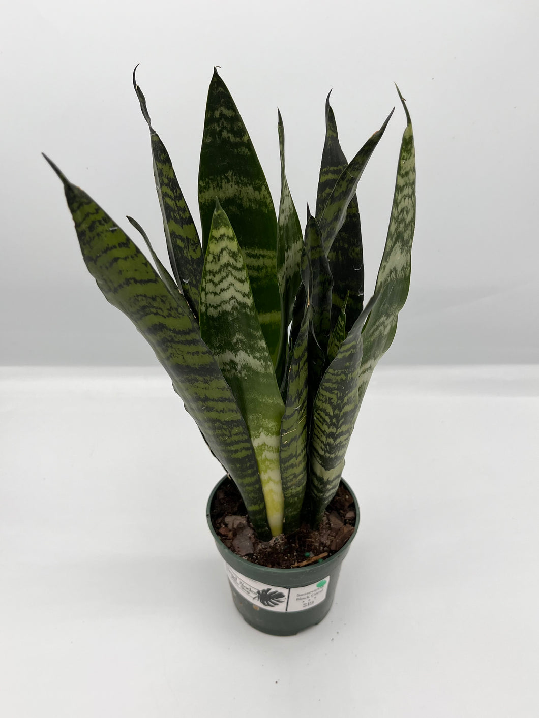 Sansevieria Snake Plant ‘Black Coral’ 4in