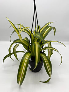Spider Plant Hawaiian 4in HB