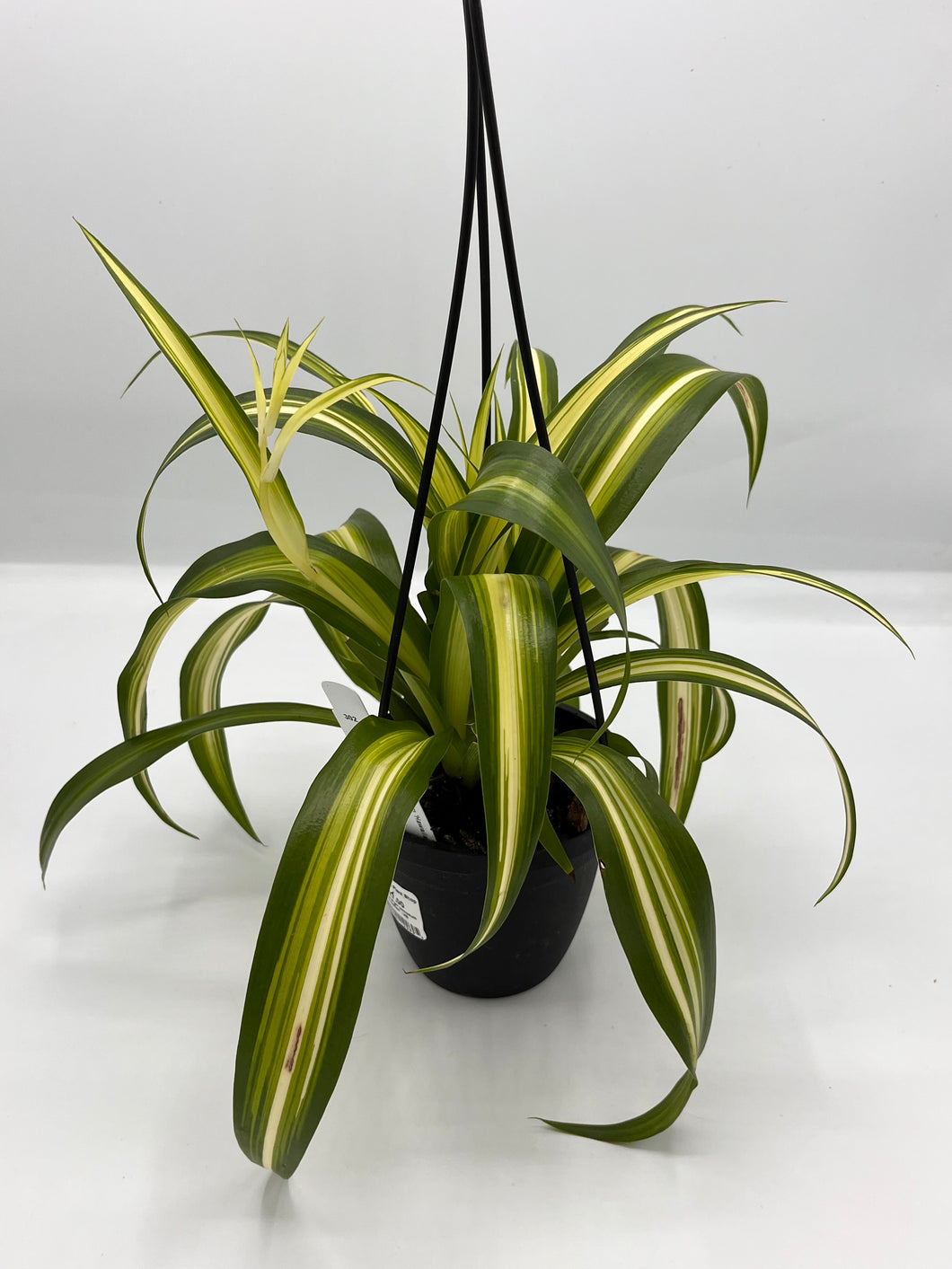Spider Plant Hawaiian 4in HB