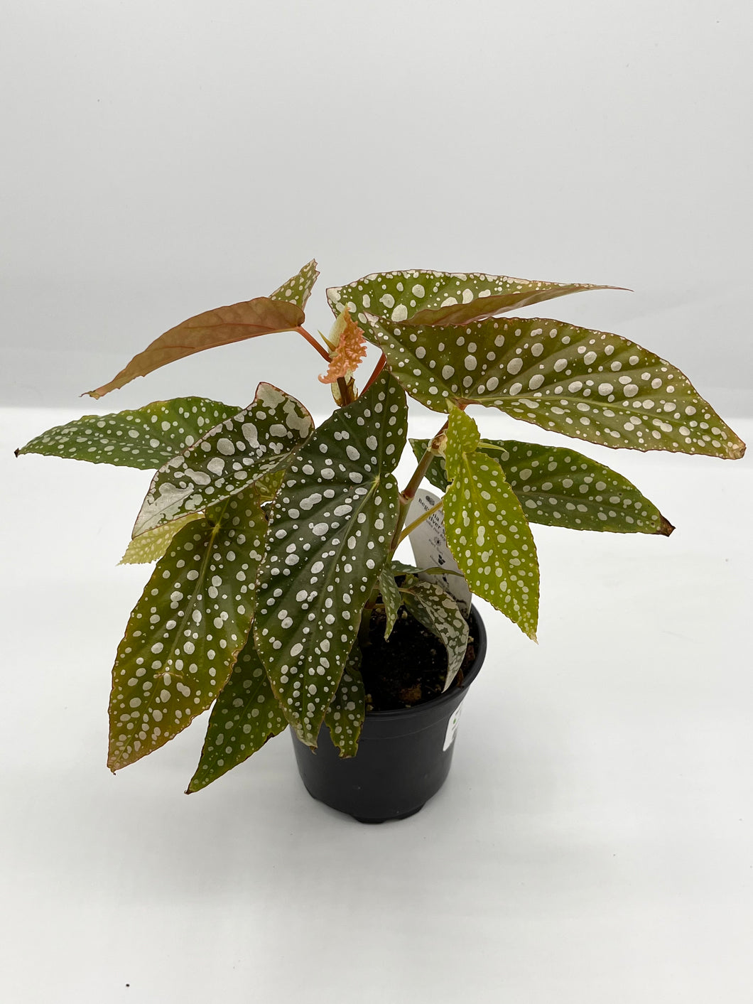 Begonia Maculata Silver Spot 4in