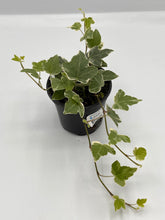 Load image into Gallery viewer, Hedera helix ‘Ornamental Ivy’ Assorted 4in
