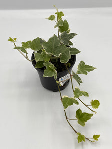 Hedera helix ‘Ornamental Ivy’ Assorted 4in