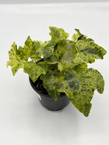 Hedera helix ‘Ornamental Ivy’ Assorted 4in