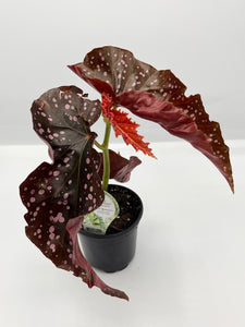 Begonia ‘Cracklin Rosie’ 4in