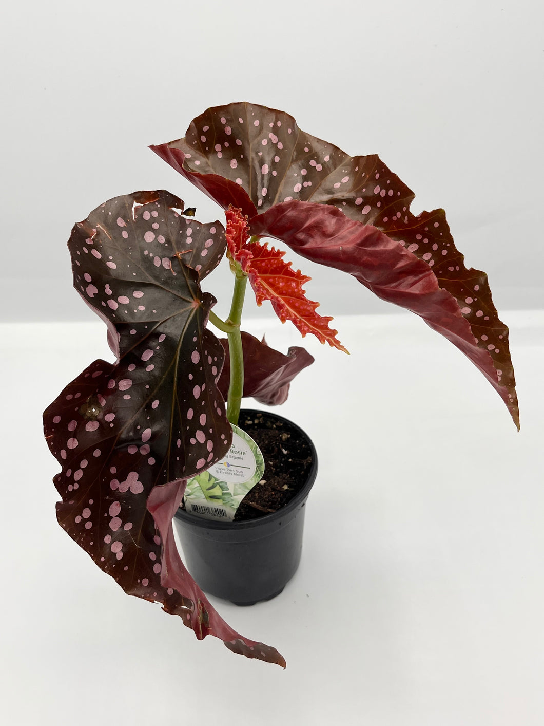 Begonia ‘Cracklin Rosie’ 4in
