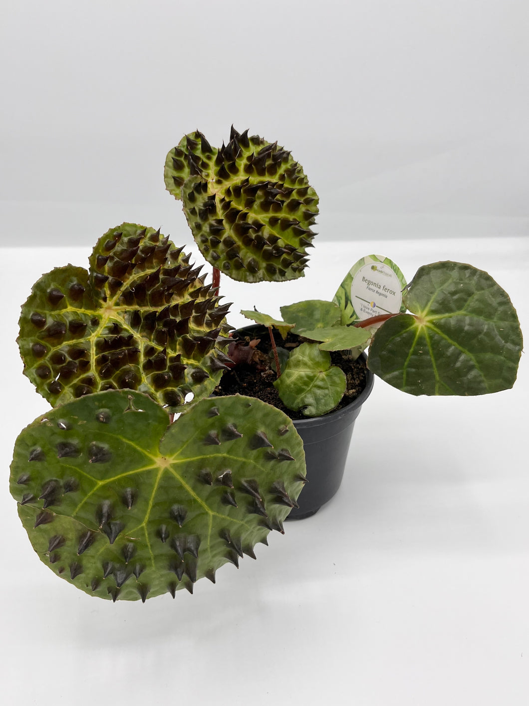 Begonia Ferox 4in