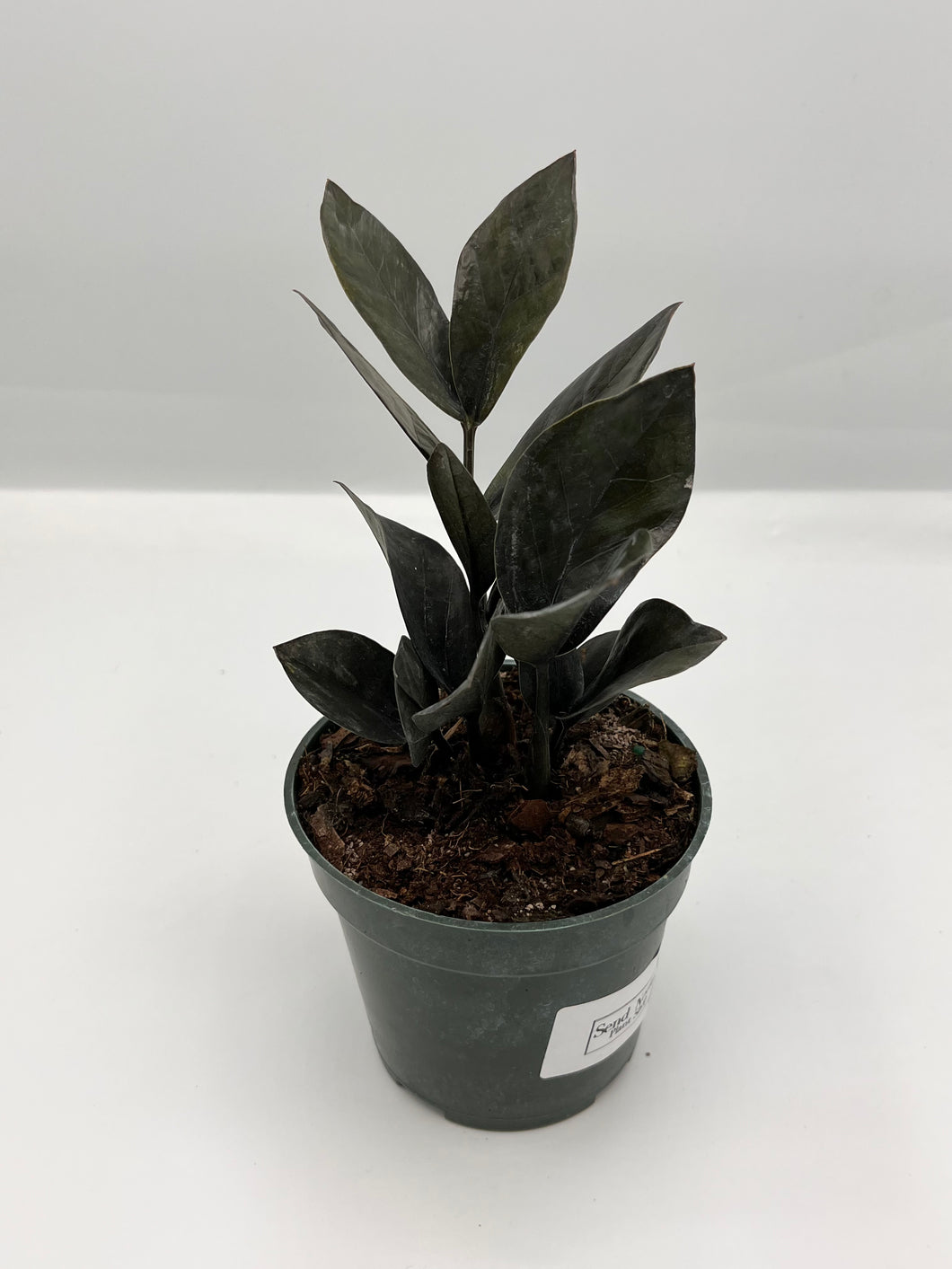 ZZ Plant ‘Oscura’ 4in