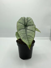 Load image into Gallery viewer, Alocasia ‘Platinum’ 4in
