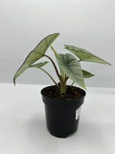 Load image into Gallery viewer, Alocasia ‘Platinum’ 4in
