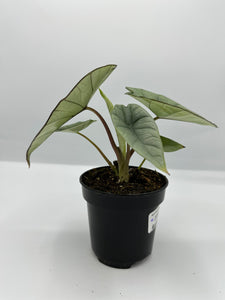 Alocasia ‘Platinum’ 4in