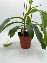 Load image into Gallery viewer, Nepenthes Pitcher Plant 4in HB
