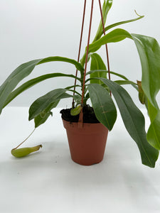 Nepenthes Pitcher Plant 4in HB