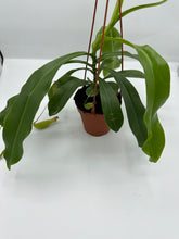Load image into Gallery viewer, Nepenthes Pitcher Plant 4in HB
