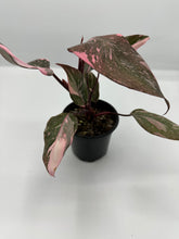 Load image into Gallery viewer, Philodendron ‘Pink Princess Marble’ 4in

