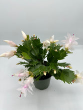 Load image into Gallery viewer, Schlumbergera truncata - Christmas Cactus - 4in
