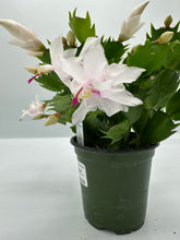 Load image into Gallery viewer, Schlumbergera truncata - Christmas Cactus - 4in
