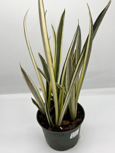 Sansevieria ‘Bantel’s Sensation’ 6in