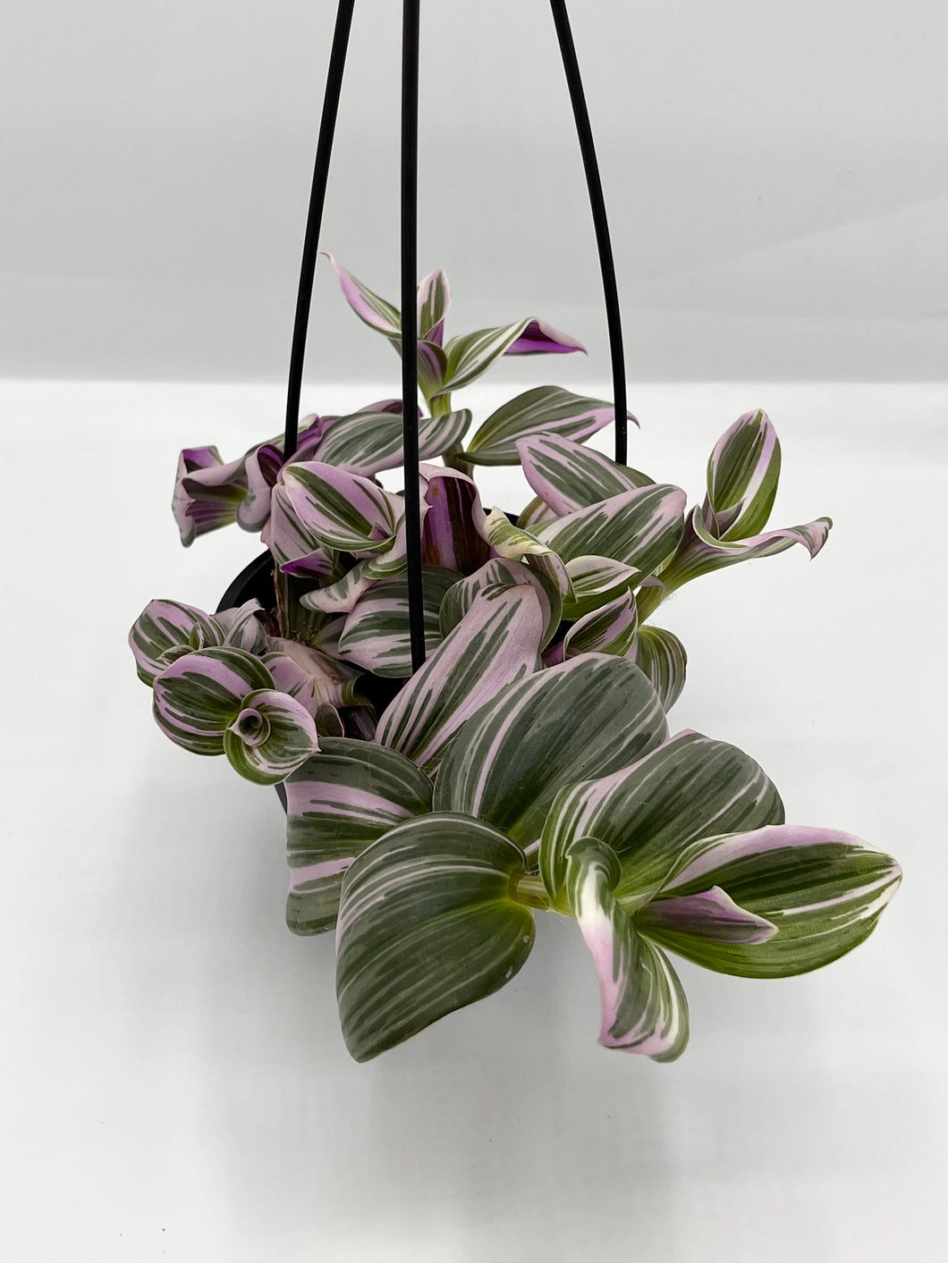 Tradescantia Nanouk 4in HB