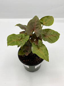 Syngonium ‘Merry Maria’ 4in