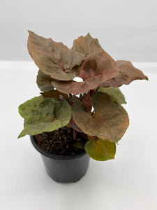 Syngonium ‘Strawberry Ice’ 4in