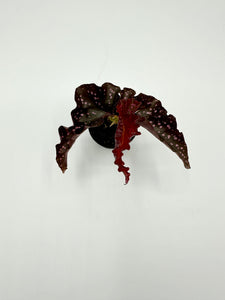Begonia ‘Cracklin Rosie’ 2in