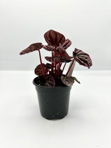 Peperomia caperata ‘Red Luna’ 4in