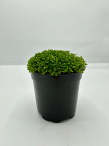 Selaginella kraussiana ‘Brownii’ Spikemoss 4in