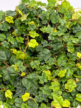 Load image into Gallery viewer, Ficus pumila ‘String of Frogs’ 4in
