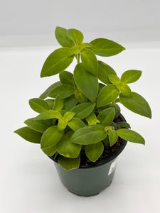 Aeschynanthus radicans ‘Antares’ 4in