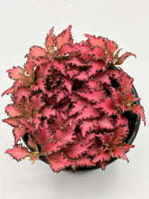 Load image into Gallery viewer, Fittonia albivenis ‘Pink Anne’ 4in
