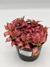 Load image into Gallery viewer, Fittonia albivenis ‘Pink Anne’ 4in
