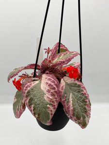 Episcia cupreata ‘Juliette’ 4in HB