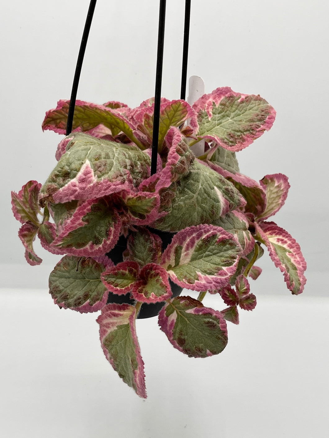 Episcia cupreata ‘Cleopatra’ 4in HB