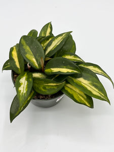 Hoya ‘Krimson Princess’ 4in