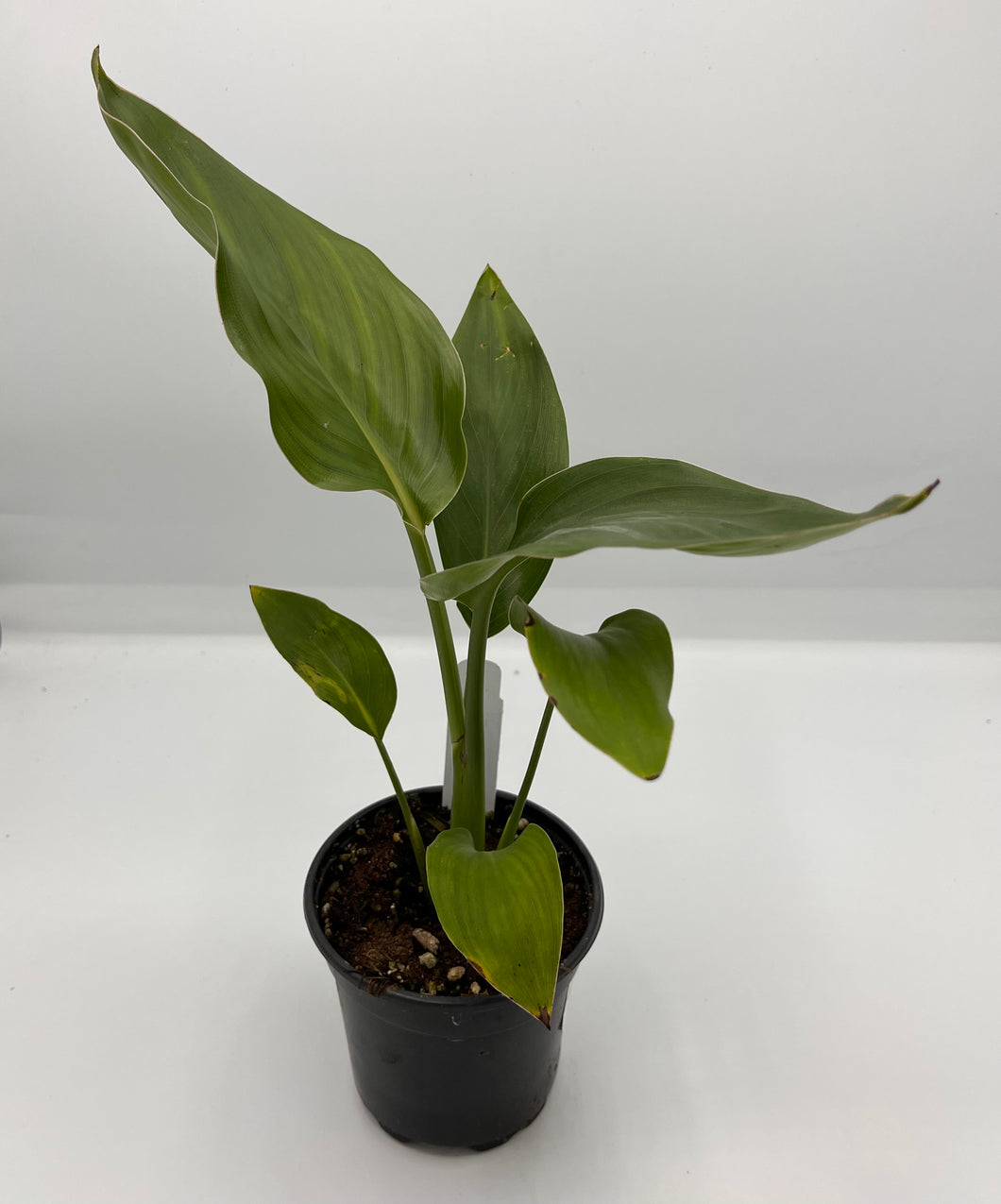 Strelitzia reginae ‘Bird of Paradise’ Orange 4in