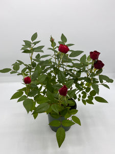 Mini Roses 4in