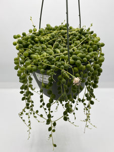 Senecio rowleyanus ‘String of Pearls’ 6in HB