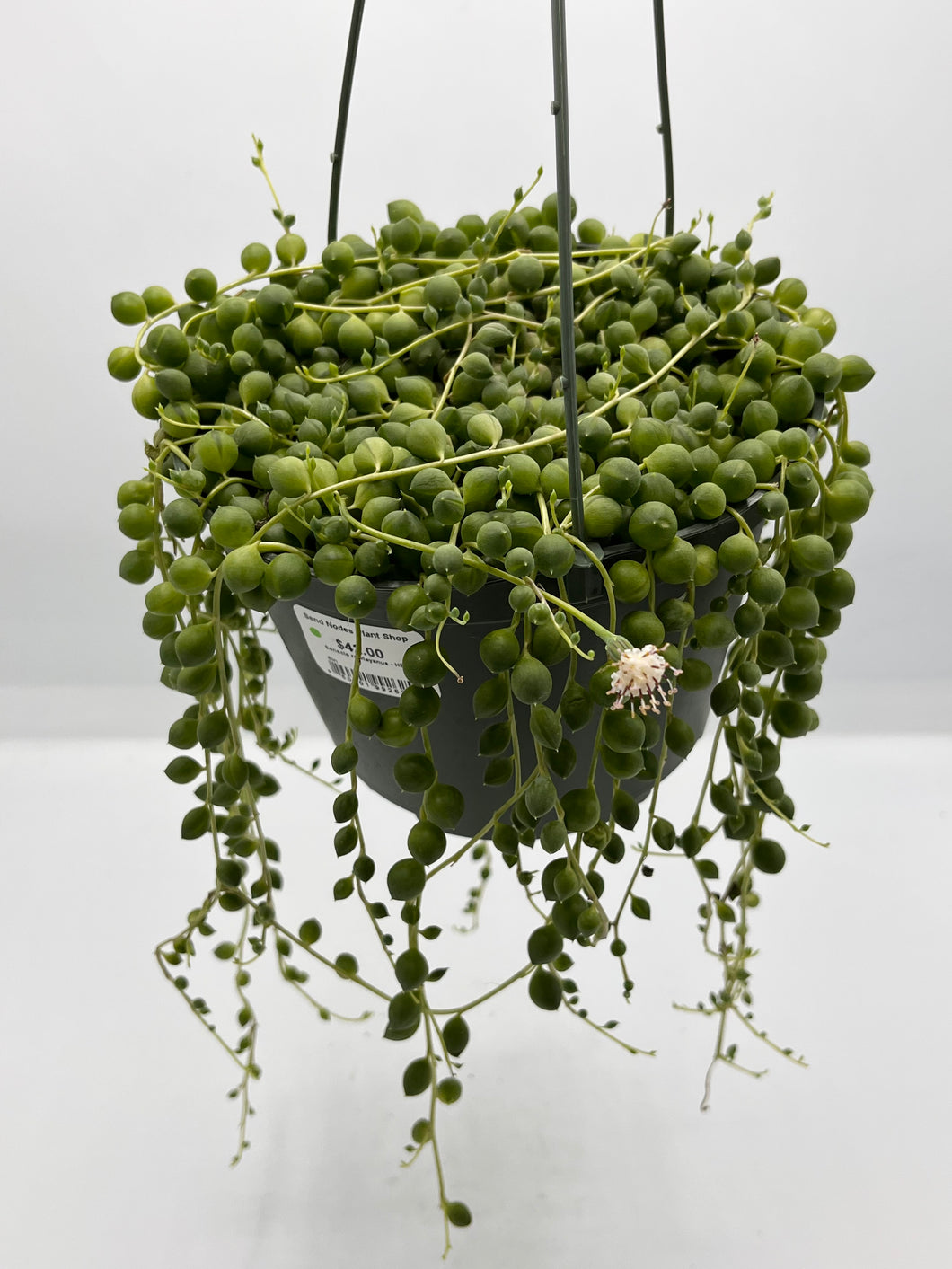 Senecio rowleyanus ‘String of Pearls’ 6in HB