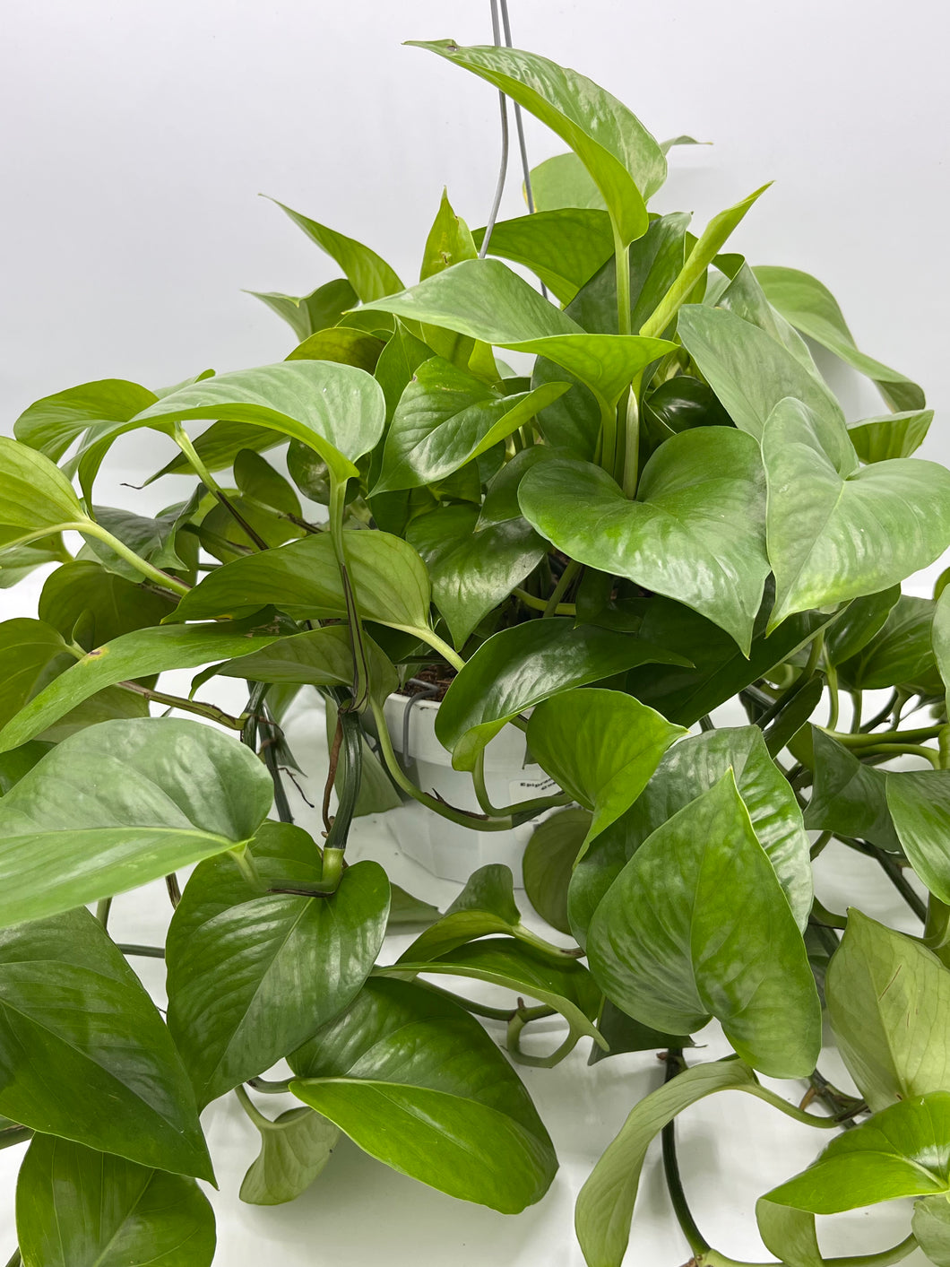 Pothos Green Queen 6in HB