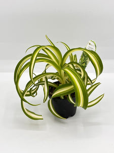 Spider Plant Bonnie 2in