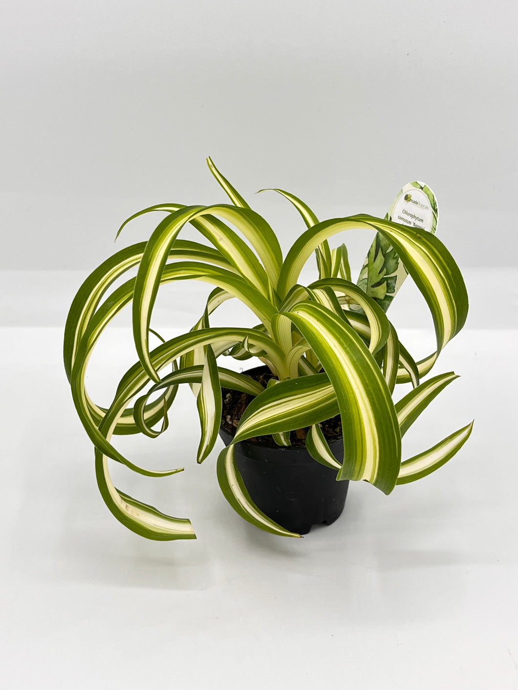 Spider Plant Bonnie 2in