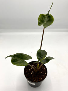 Alocasia macrorrhiza Stingray 4in