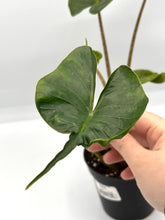 Load image into Gallery viewer, Alocasia macrorrhiza Stingray 4in
