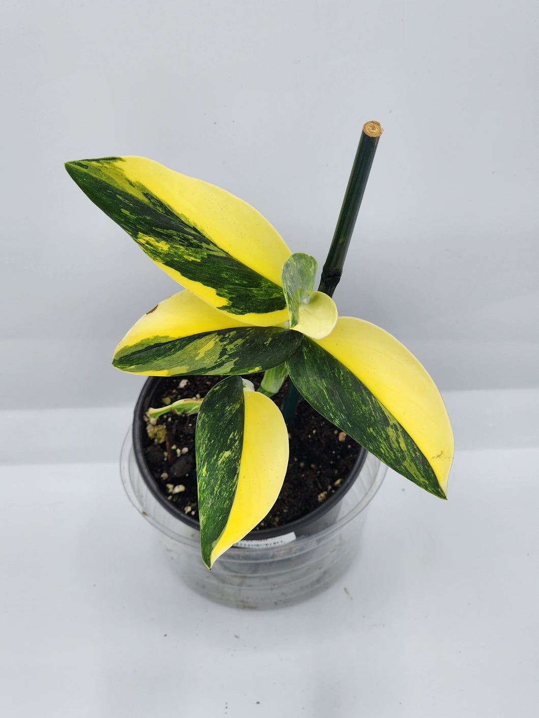 Monstera standleyana Aurea 4in