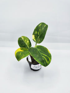 Philodendron Congo Green Marble 2in