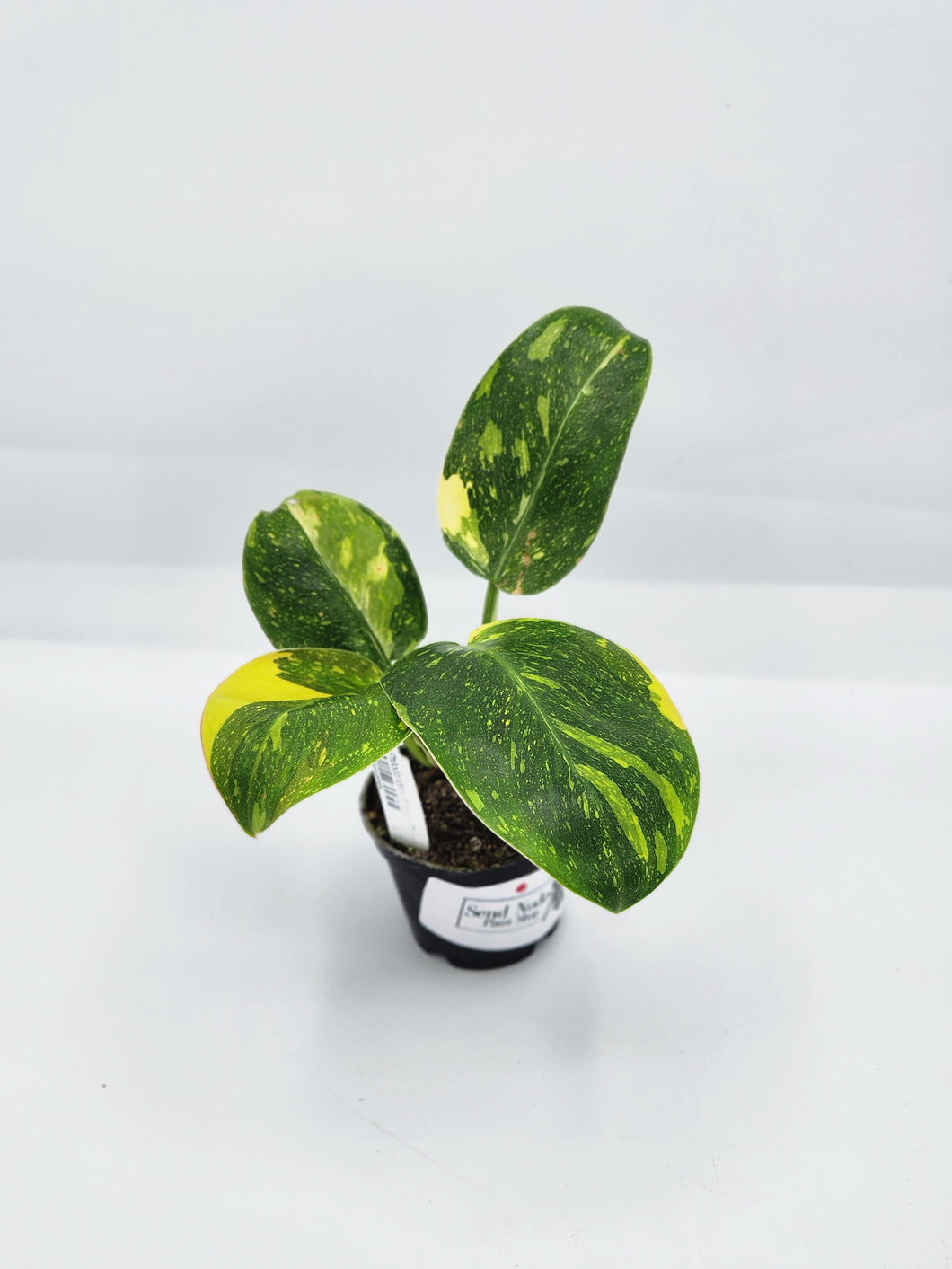Philodendron Congo Green Marble 2in