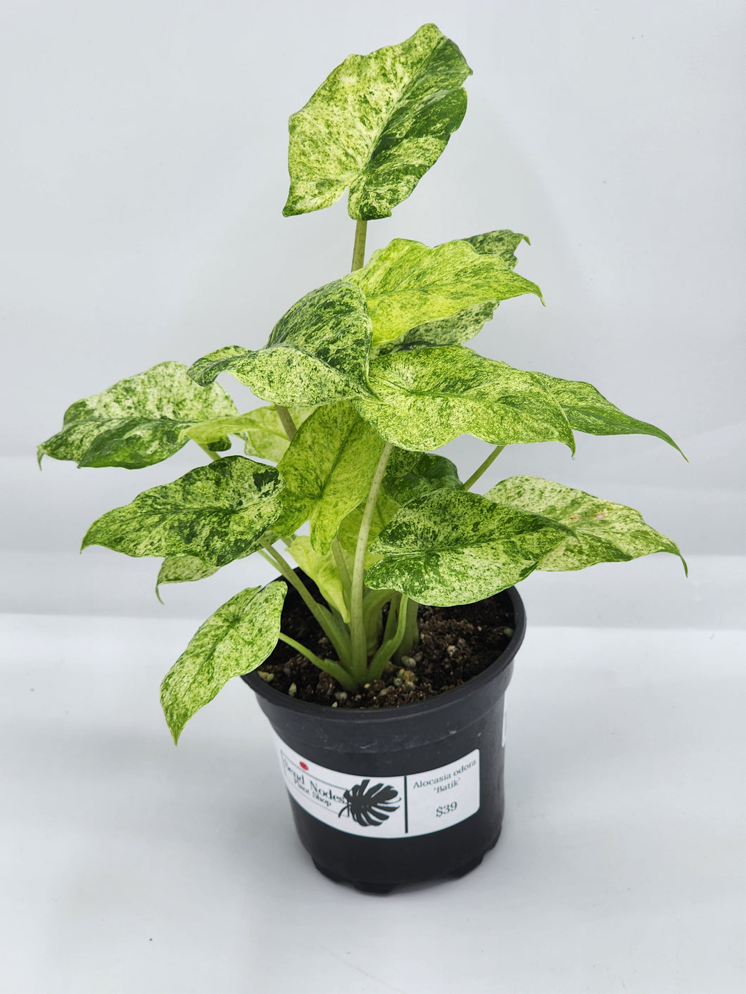 Alocasia odora Batik 4in