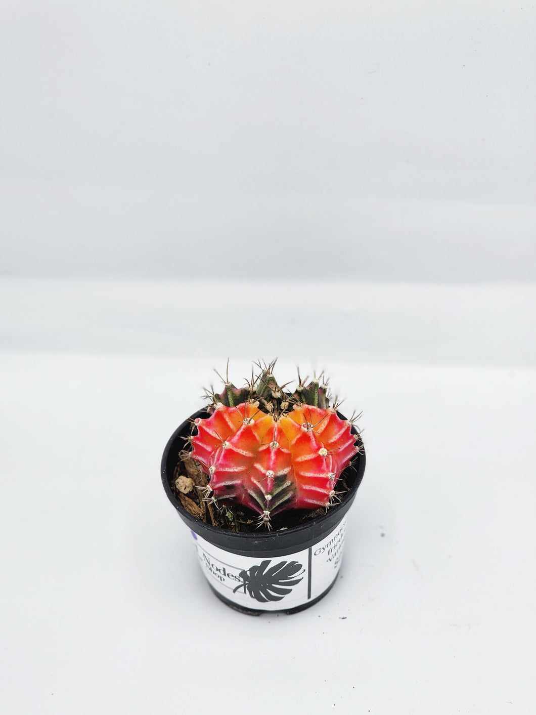 Gymnocalycium friedichii variegata 2in