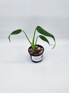 Monstera Burle Marx Flame 2in