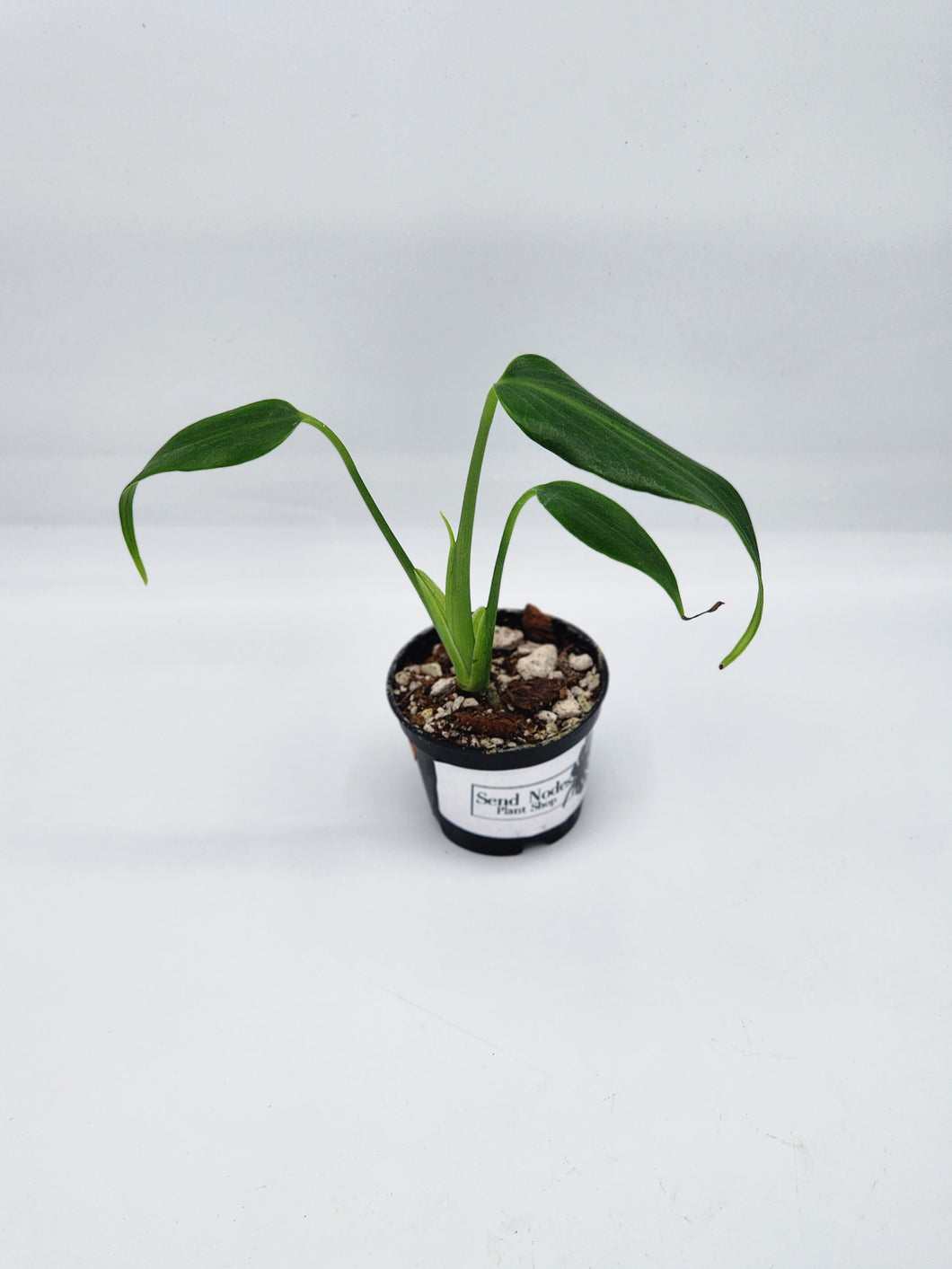 Monstera Burle Marx Flame 2in